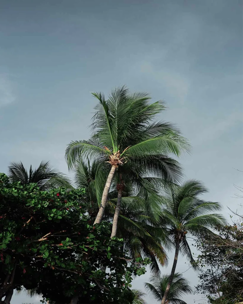 palms-1