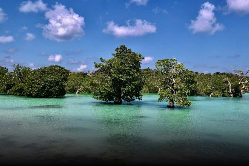 Hakara and the mangroves