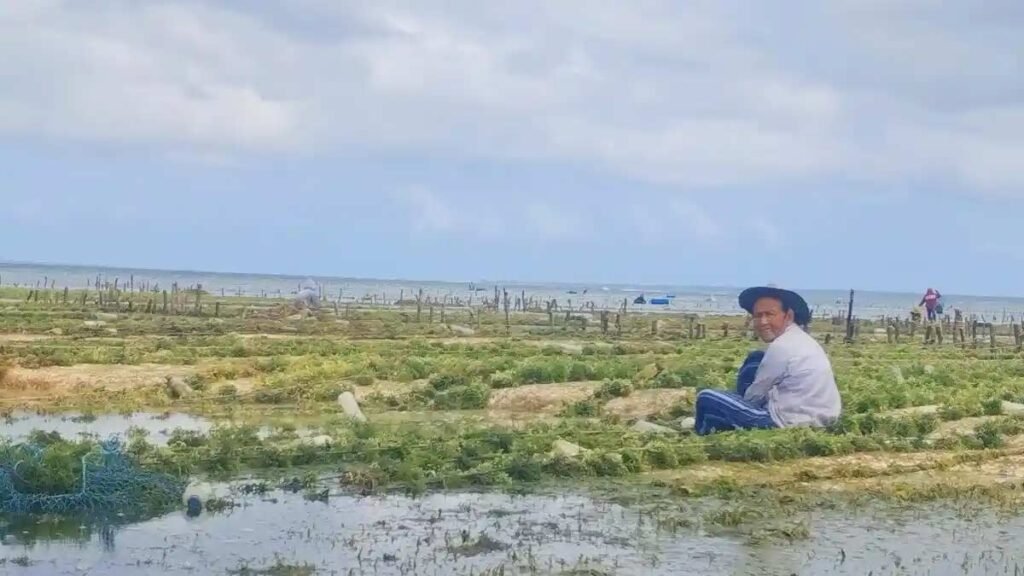 Walk the seaweed farms