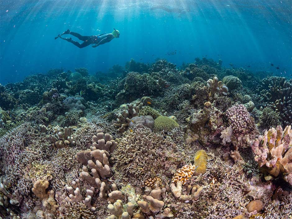 Snorkel and dive